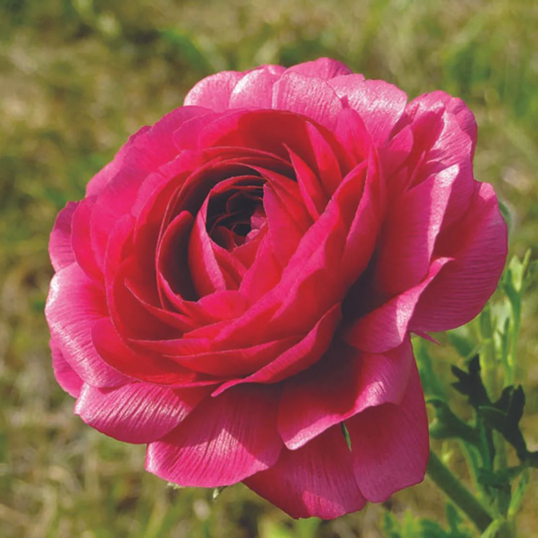 Ranunculus - Amandine Bonbon (Spring) 5 Pack - Image 2