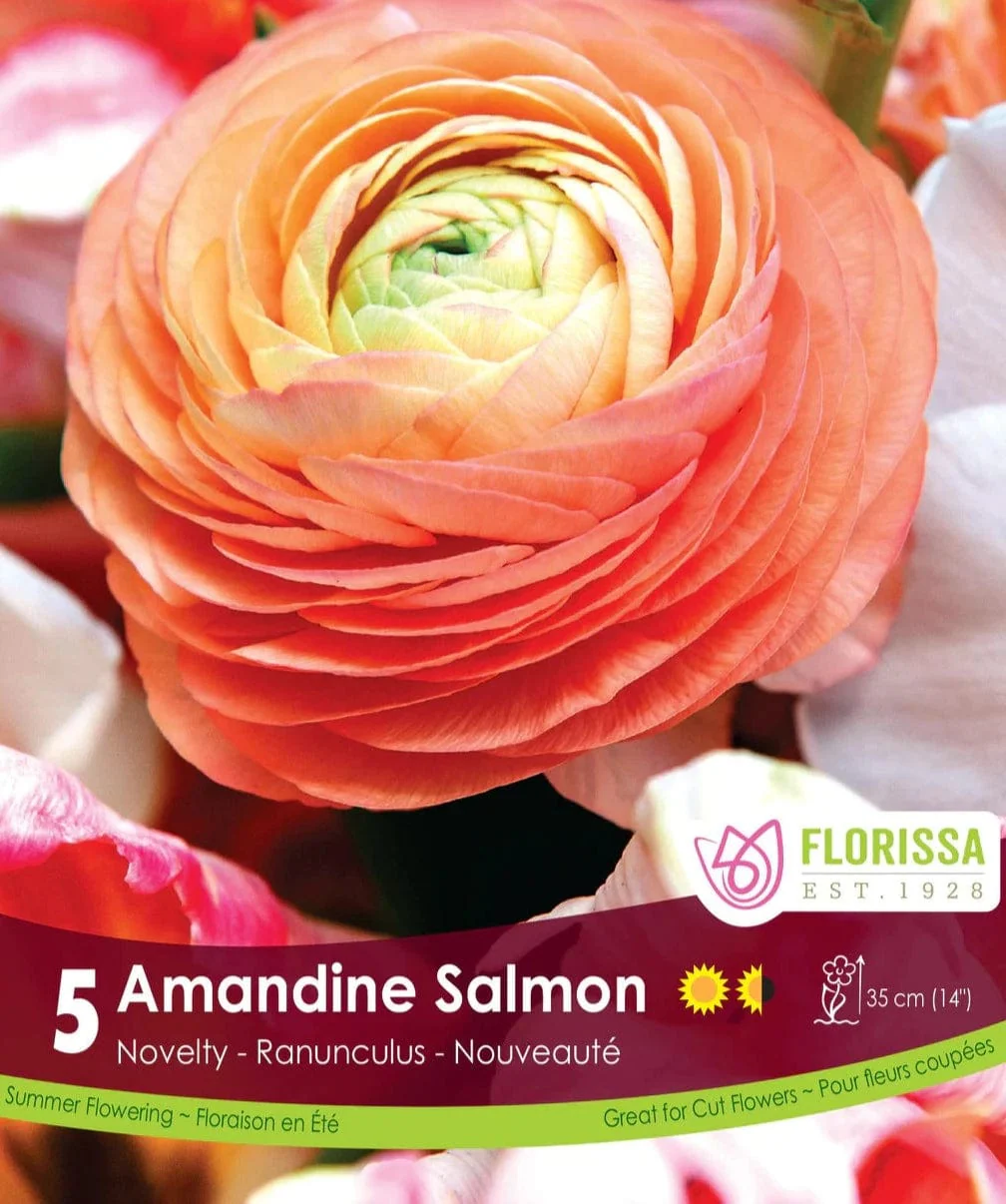 Ranunculus - Amandine Salmon (Spring) 5 Pack