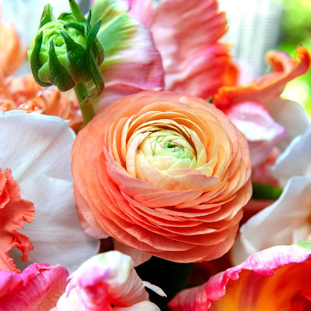 Ranunculus - Amandine Salmon (Spring) 5 Pack - Image 2