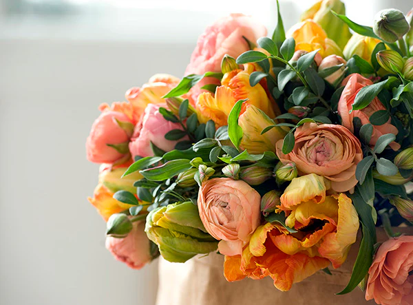 Ranunculus - Amandine Salmon (Spring) 5 Pack - Image 3