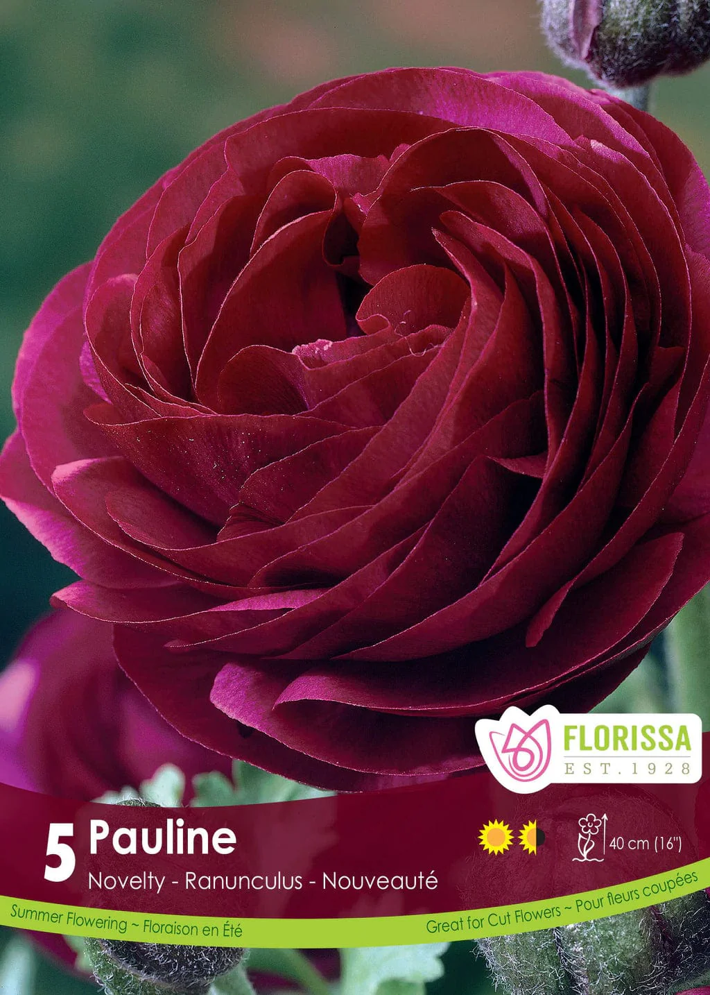 Ranunculus - Pauline, 5 Pack