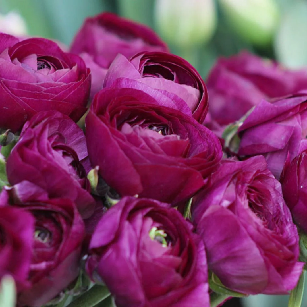 Ranunculus - Pauline, 5 Pack - Image 2