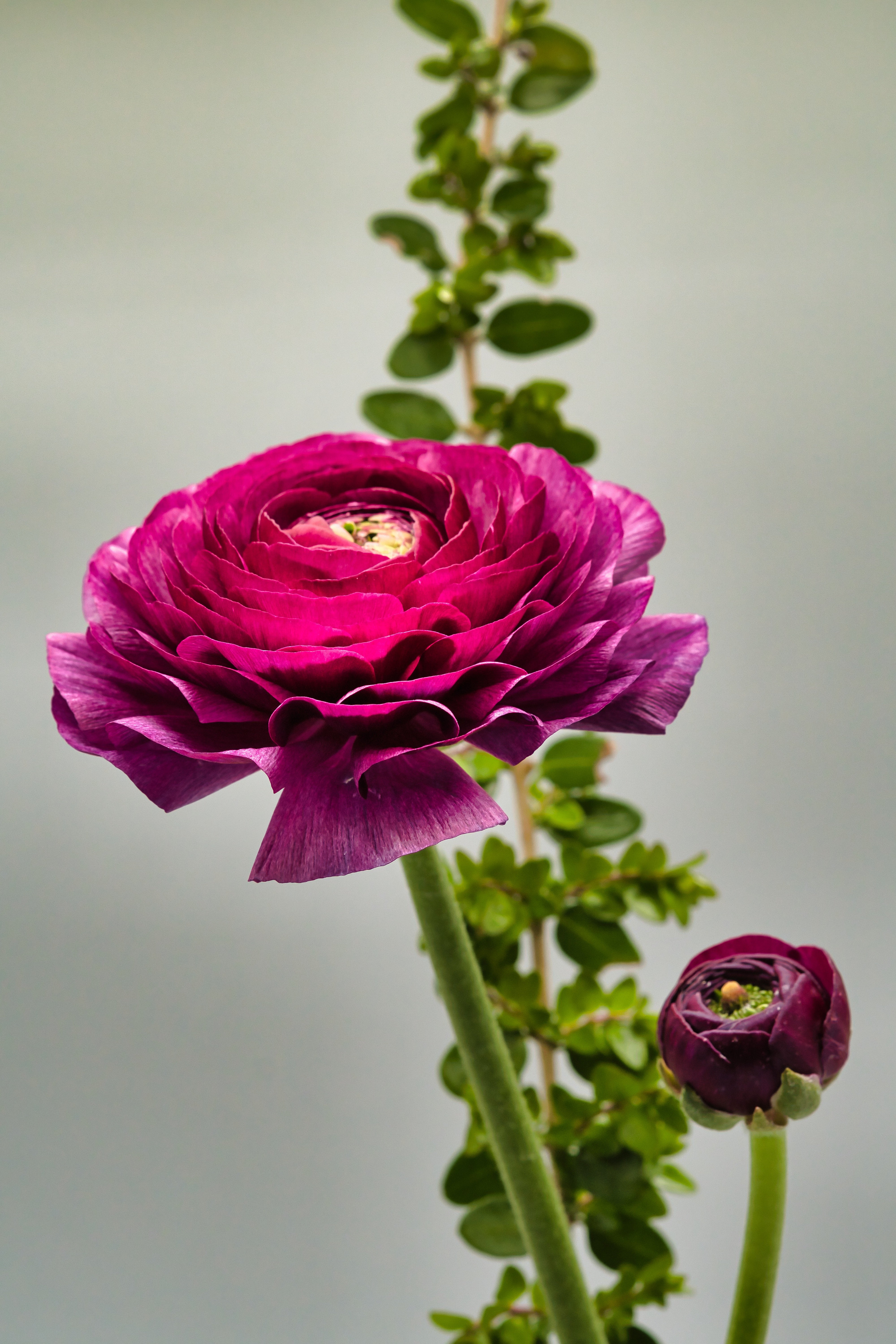 Ranunculus - Pauline, 5 Pack - Image 3