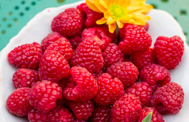 Raspberry - Canby, Summer Bearing - Image 3