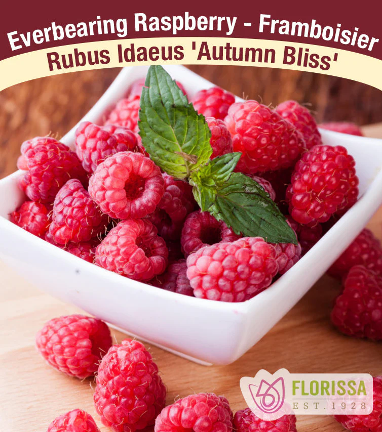 Raspberry - Autumn Bliss, Everbearing