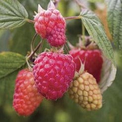 Raspberry - Autumn Bliss, Everbearing - Image 2