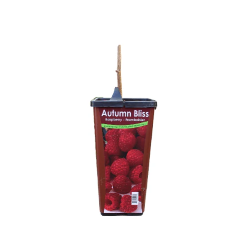 Raspberry - Autumn Bliss, Everbearing - Image 3