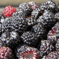 Raspberry - Black, Summer Bearing - Image 2