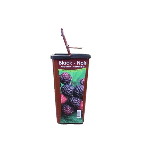 Raspberry - Black, Summer Bearing - Image 3