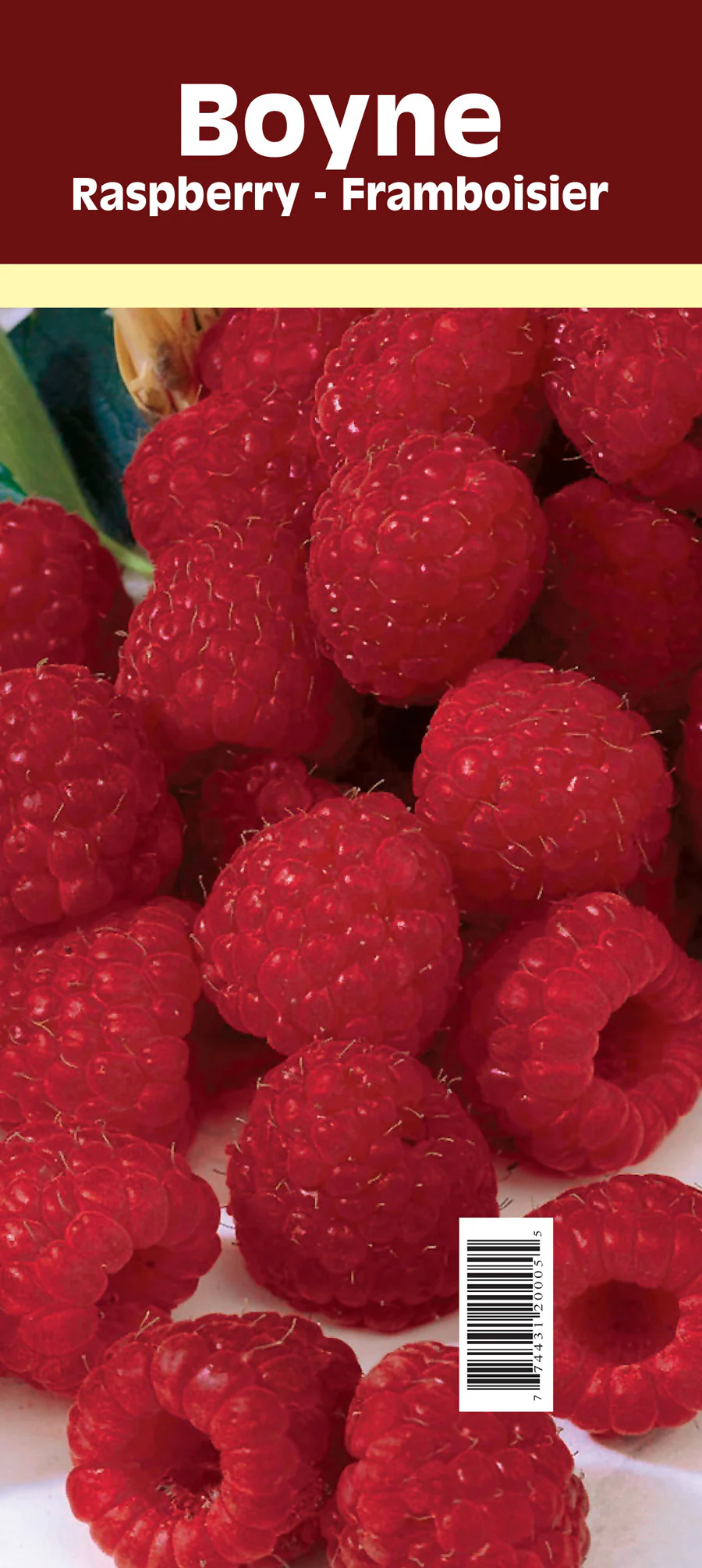 Raspberry - Boyne, Summer Bearing - Image 2