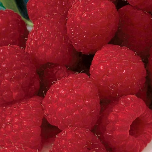 Raspberry - Boyne, Summer Bearing - Image 3