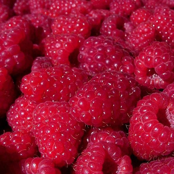 Raspberry - Encore, Everbearing - Image 2