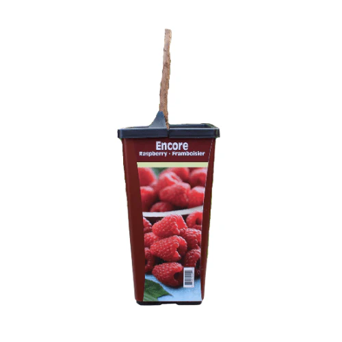 Raspberry - Encore, Everbearing - Image 4