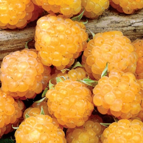 Raspberry - Fall Gold, Everbearing - Image 2