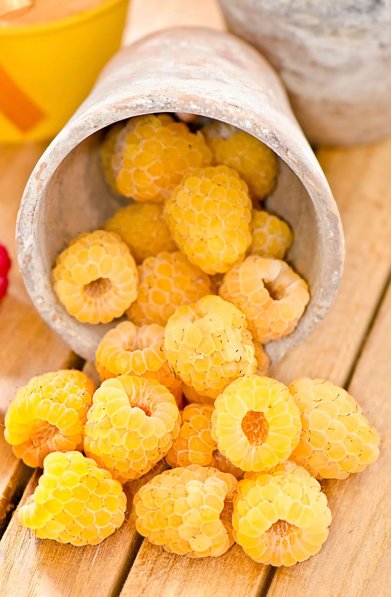 Raspberry - Fall Gold, Everbearing - Image 3
