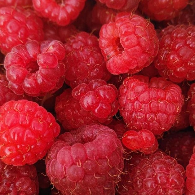Raspberry - Heritage, Everbearing - Image 2