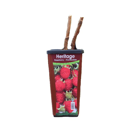 Raspberry - Heritage, Everbearing - Image 3