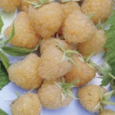 Raspberry - Honey Queen, Everbearing - Image 2