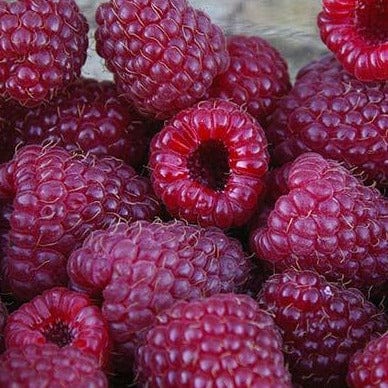 Raspberry - Purple, Summer Bearing - Image 2