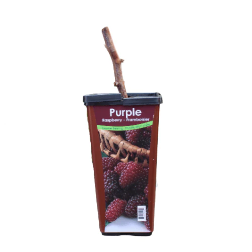 Raspberry - Purple, Summer Bearing - Image 3