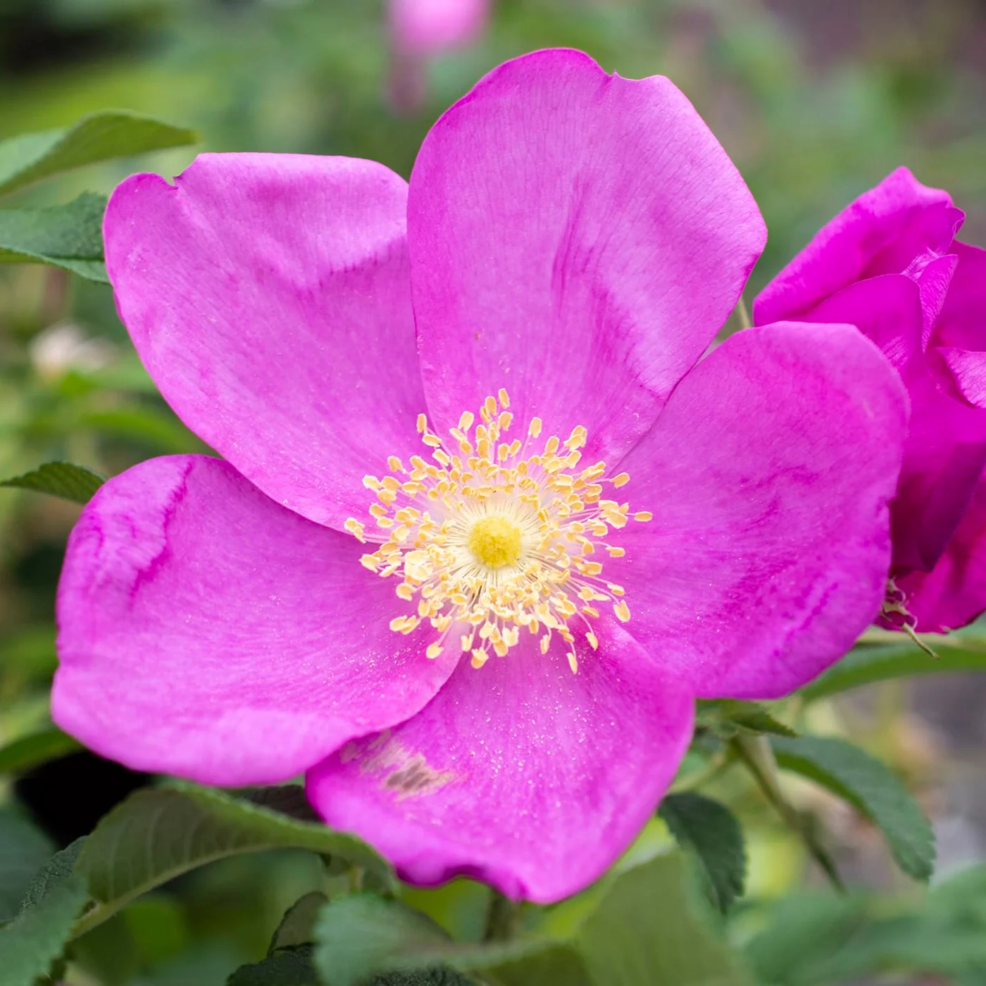 Raspberry Rugostar - Star Roses and Plants