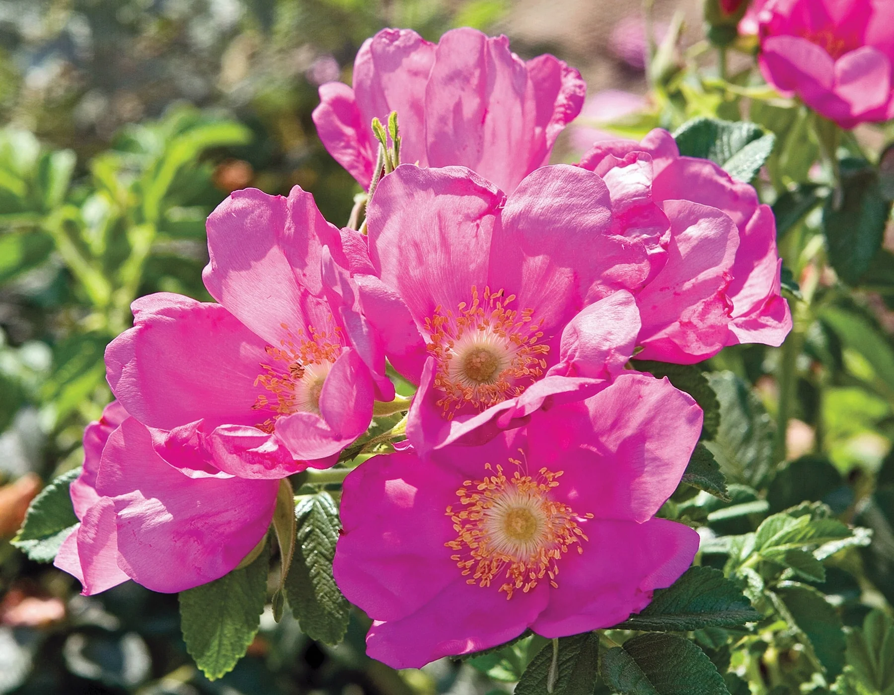 Raspberry Rugostar - Star Roses and Plants - Image 2