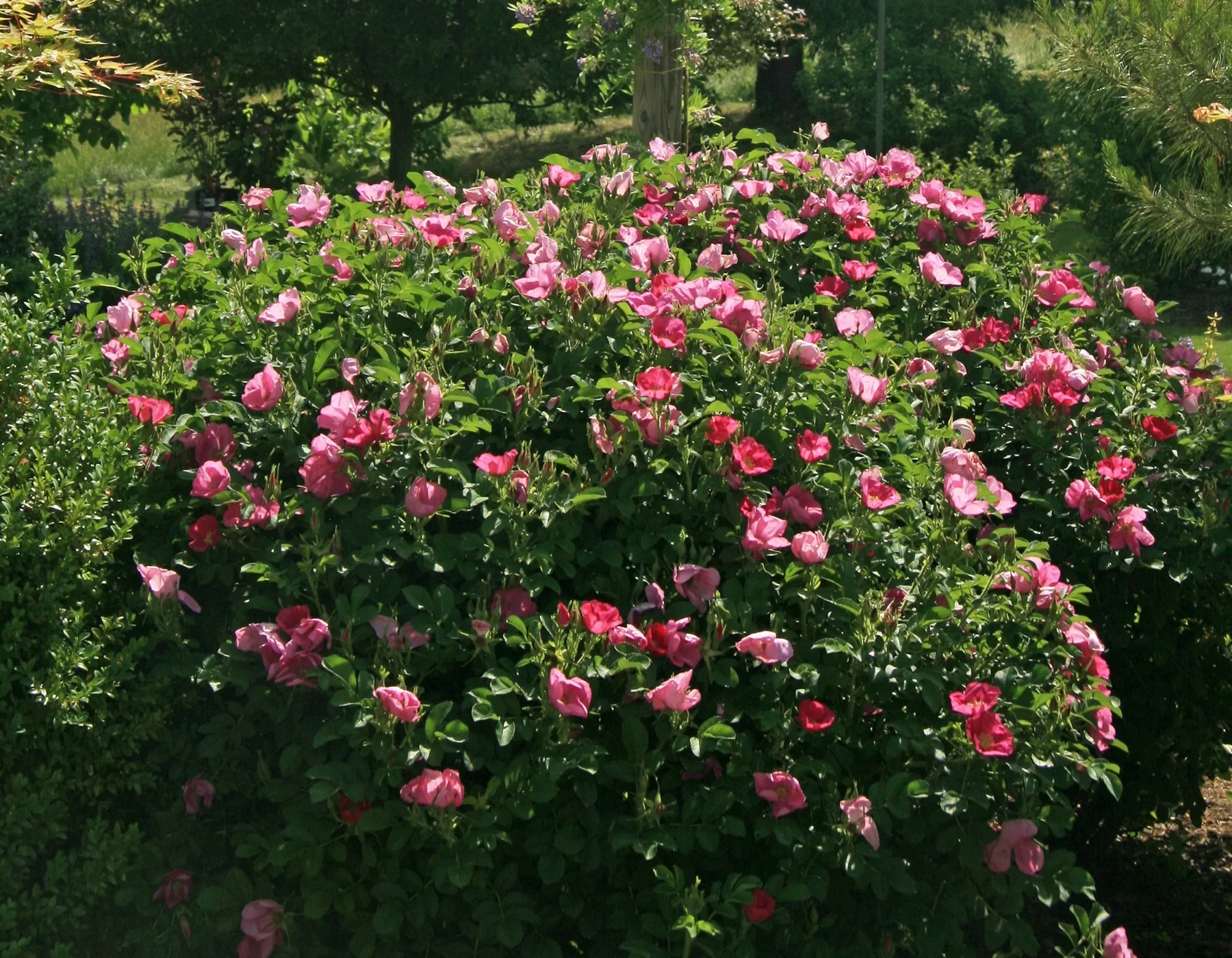 Raspberry Rugostar - Star Roses and Plants - Image 3