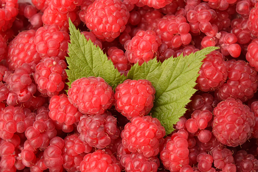 Raspberry - Tulameen, Summer Bearing - Image 3