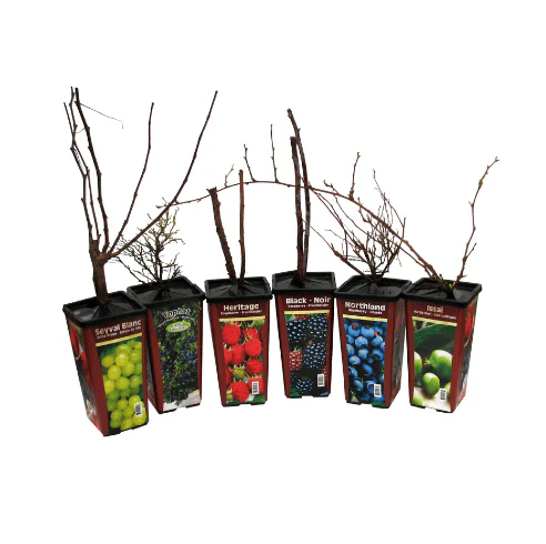 Raspberry - Tulameen, Summer Bearing - Image 4