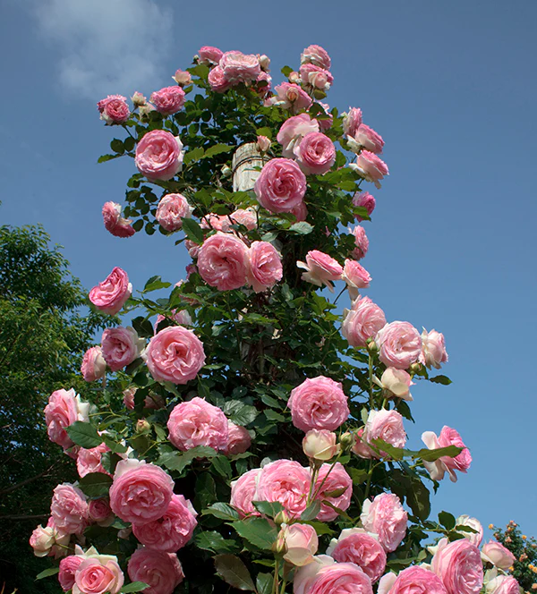 Eden Climber - Star Roses and Plants - Image 2