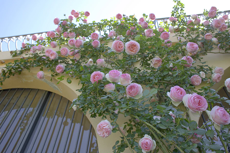 Eden Climber - Star Roses and Plants - Image 3