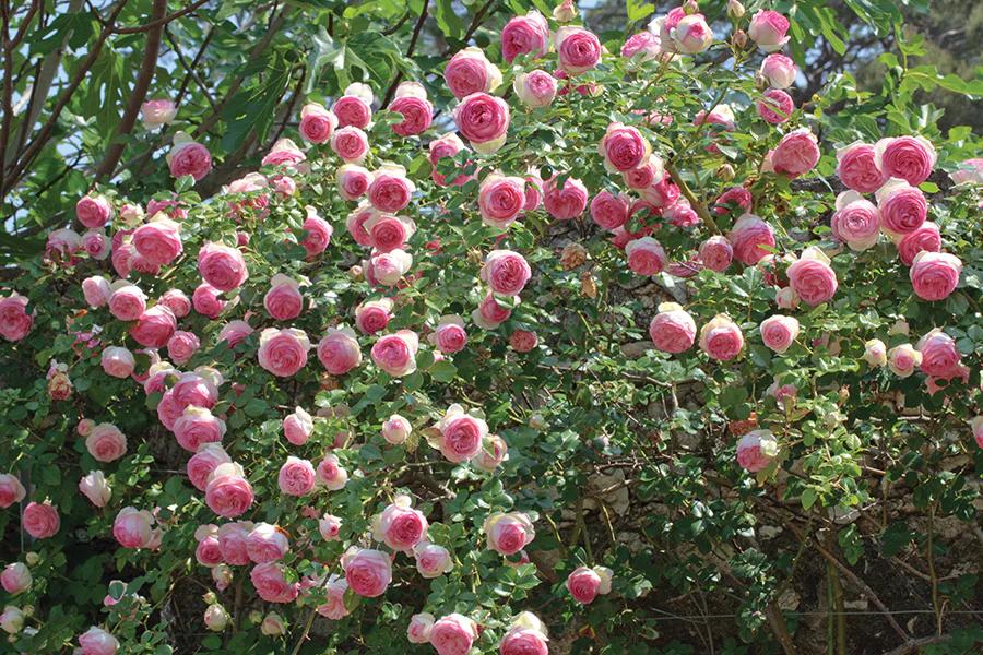 Eden Climber - Star Roses and Plants - Image 4