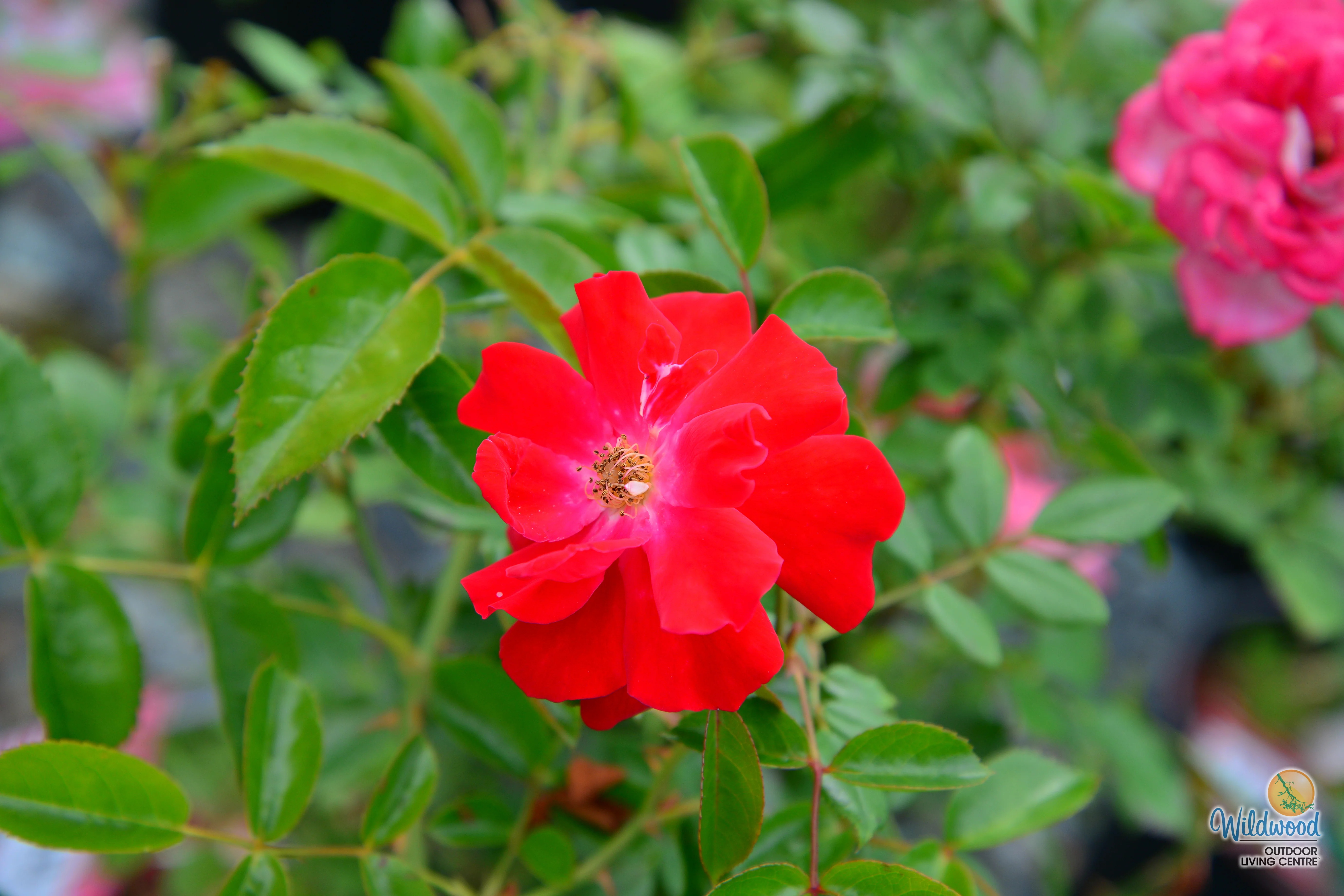 Red Ribbons - Weeks Rose - Image 2