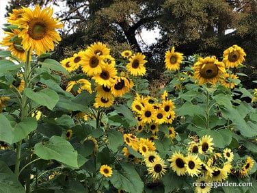 Sunflower An Heirloom Sunflower Forest Bonus Pack - Renee's Garden - Image 2