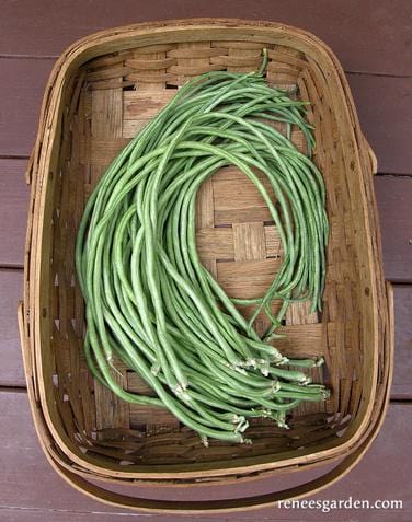Bean Yard Long Noodle King - Renee's Garden - Image 3