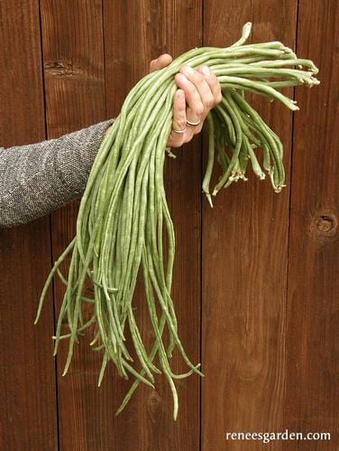 Bean Yard Long Noodle King - Renee's Garden - Image 5