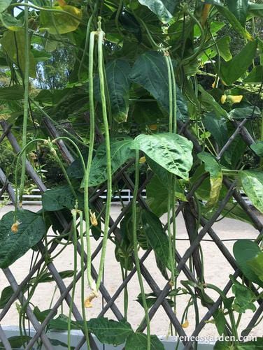 Bean Yard Long Noodle King - Renee's Garden - Image 6