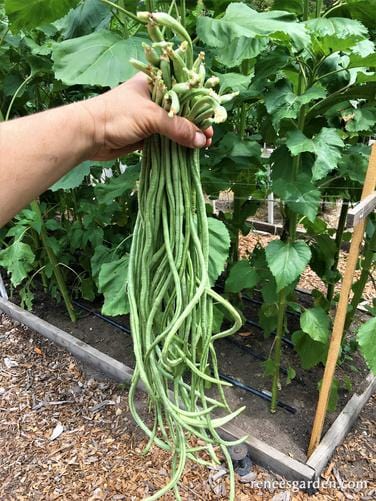 Bean Yard Long Noodle King - Renee's Garden - Image 7