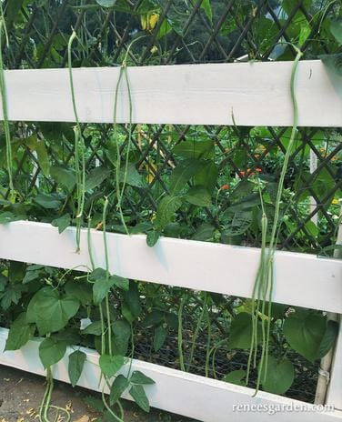 Bean Yard Long Noodle King - Renee's Garden - Image 8