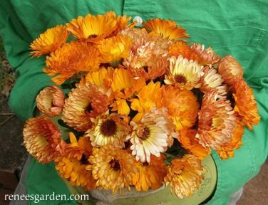 Calendula Flashback - Renee's Garden - Image 4