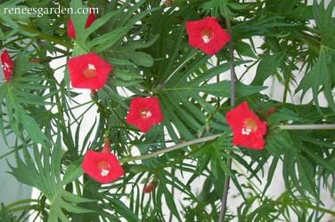 Cardinal Climber Vine - Renee's Garden - Image 3