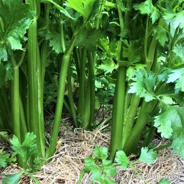 Celery Merlin - Renee's Garden - Image 2