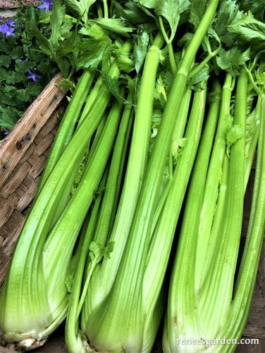 Celery Merlin - Renee's Garden - Image 3