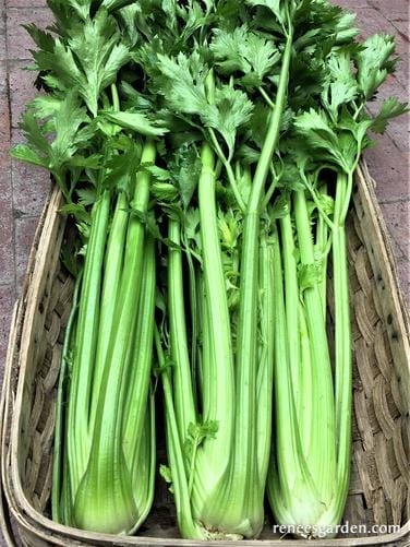 Celery Merlin - Renee's Garden - Image 4
