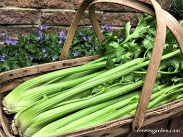 Celery Merlin - Renee's Garden - Image 5