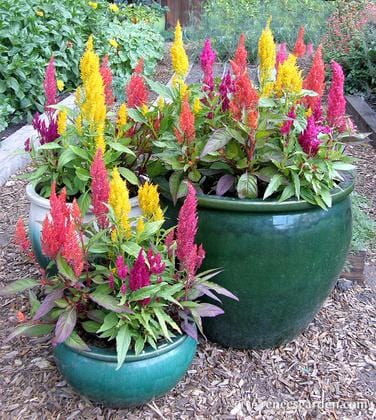 Celosia Hippie Tie Dye Mix - Renee's Garden - Image 2