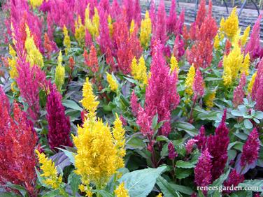 Celosia Hippie Tie Dye Mix - Renee's Garden - Image 3