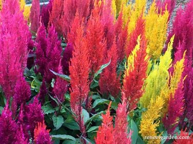 Celosia Hippie Tie Dye Mix - Renee's Garden - Image 4
