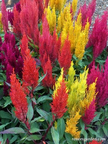 Celosia Hippie Tie Dye Mix - Renee's Garden - Image 5