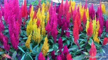 Celosia Hippie Tie Dye Mix - Renee's Garden - Image 6